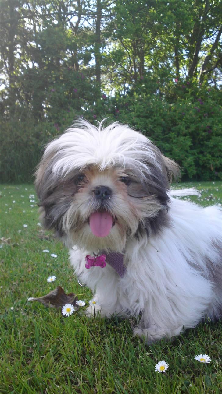 Shih tzu Emma billede 14