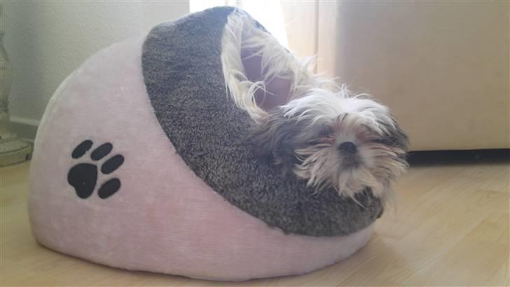 Shih tzu Emma billede 15