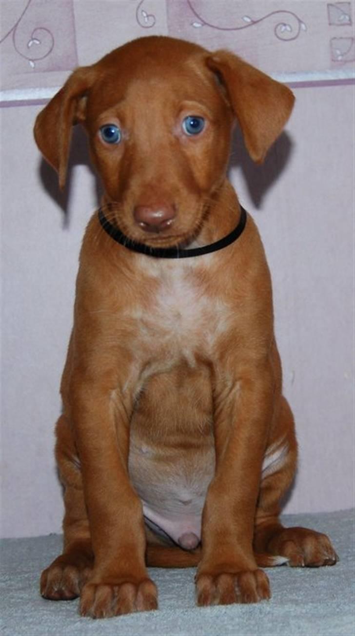 Pharaohound Vaskurs Obelix Qiwison - 6 uger billede 1