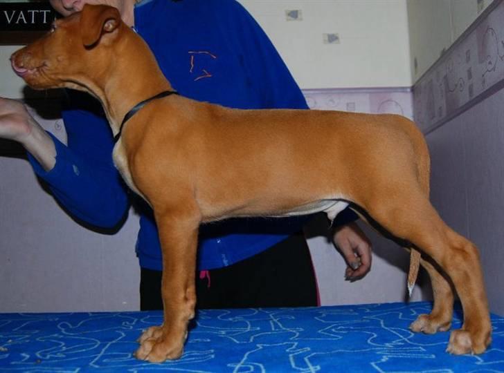 Pharaohound Vaskurs Obelix Qiwison - 8 uger billede 2