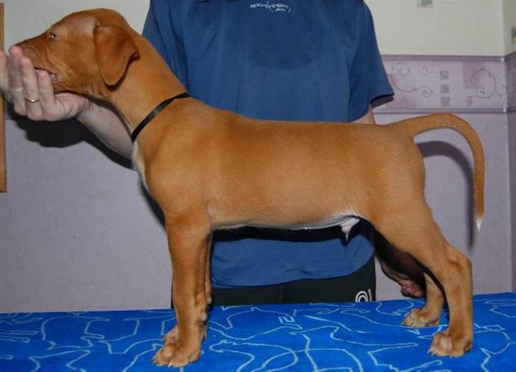 Pharaohound Vaskurs Obelix Qiwison - 7 uger billede 3