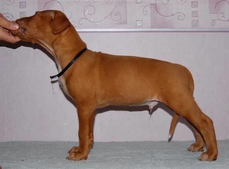 Pharaohound Vaskurs Obelix Qiwison - 6 uger billede 4