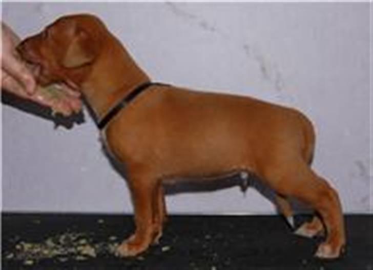 Pharaohound Vaskurs Obelix Qiwison - 4 uger - og ja ved det godt, der er ski lidt gravhund over ham her hihi billede 5