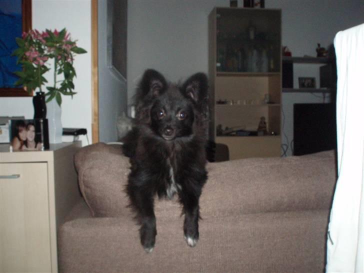 Blanding af racer Bertil billede 15