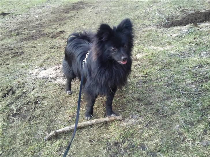 Blanding af racer Bertil billede 16