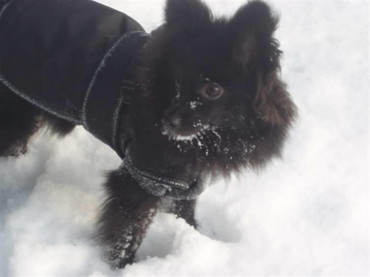 Blanding af racer Bertil - Elsker sne :-) billede 17