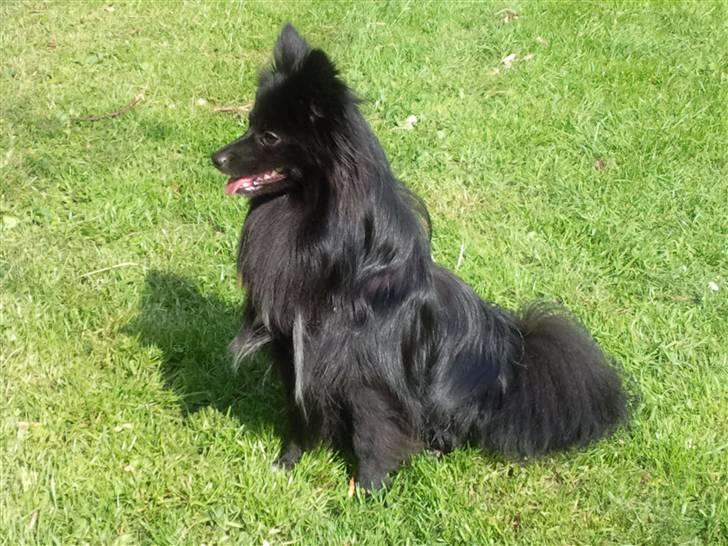 Blanding af racer Bertil - Billedet taget august 2010 billede 18