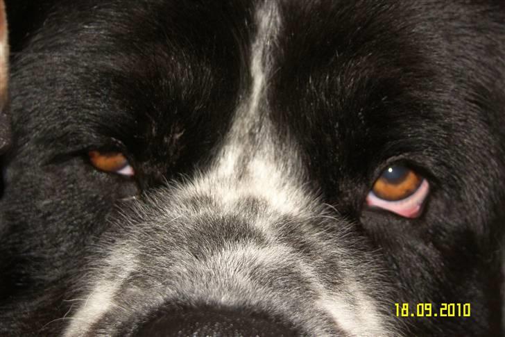 Blanding af racer Easy (Bassen!) - ´Hehe´ smukke øjne<3! billede 18