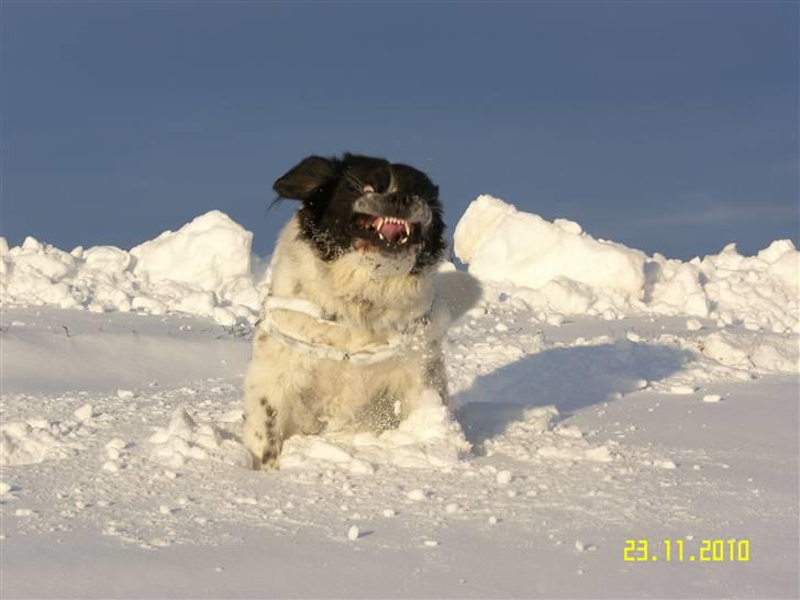 Blanding af racer Easy (Bassen!) - *NYT* SNEMONSTER!!Ö haha<3<3 billede 19