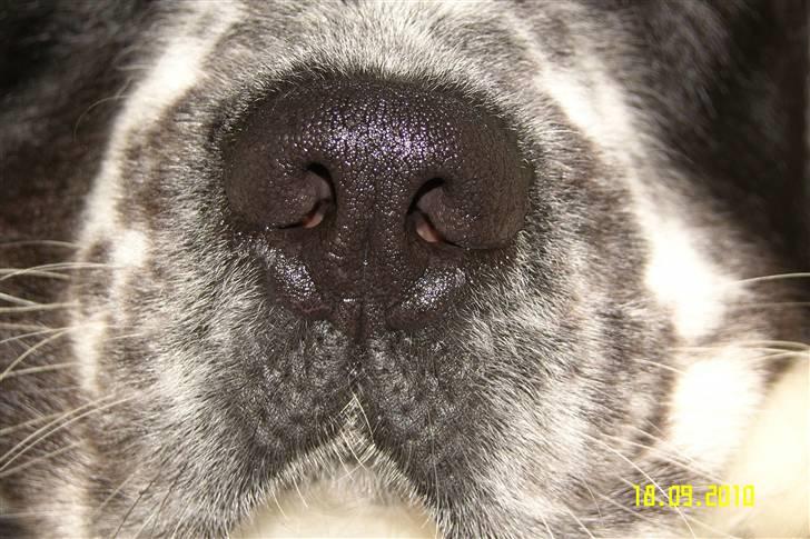 Blanding af racer Easy (Bassen!) - Haha hans snude<3! billede 20