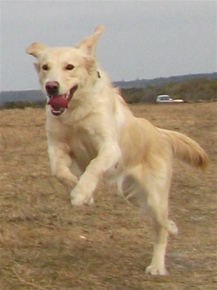 Golden retriever Molly billede 3