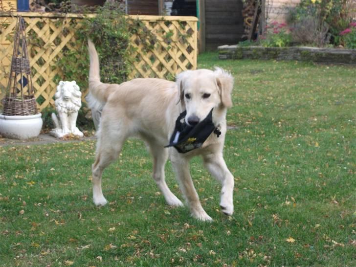 Golden retriever Molly billede 4