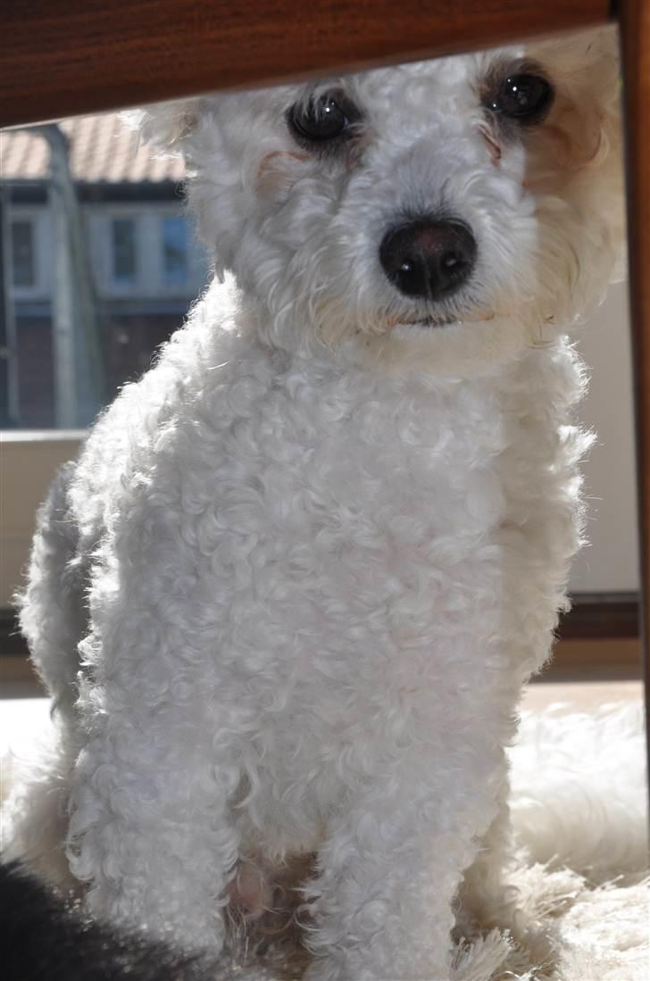 Bolognese Tøffe - Foto: Mig <3. de sødeste øjne <3. billede 1