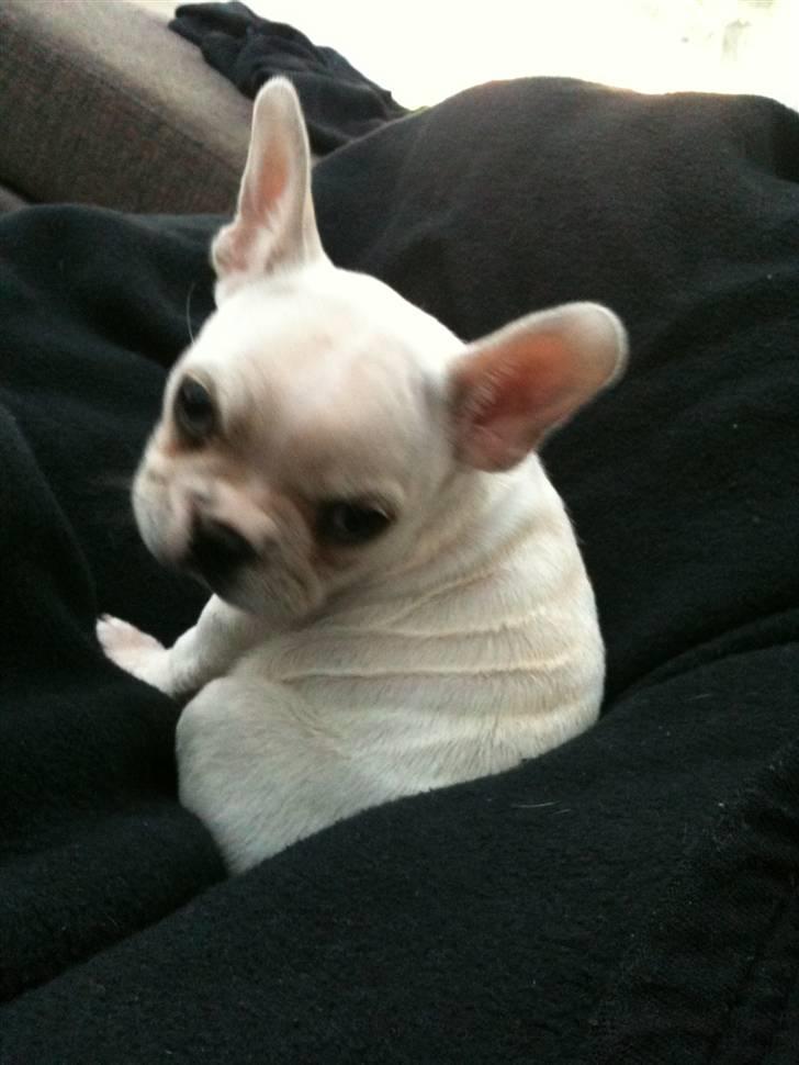 Fransk bulldog Cleopatra billede 8