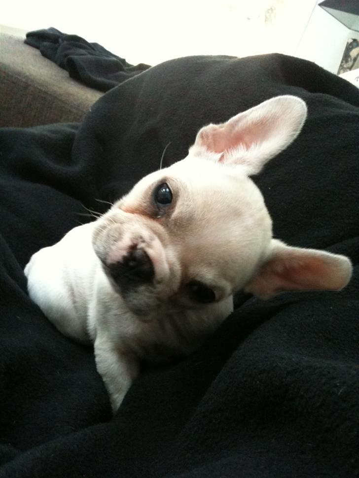 Fransk bulldog Cleopatra billede 9