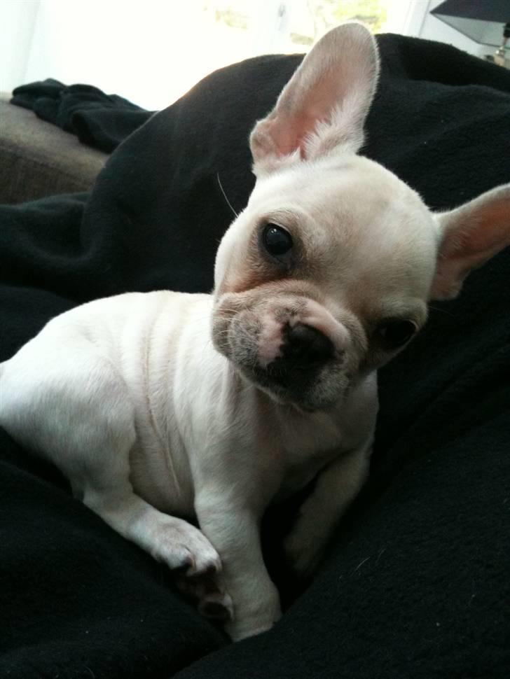 Fransk bulldog Cleopatra billede 10