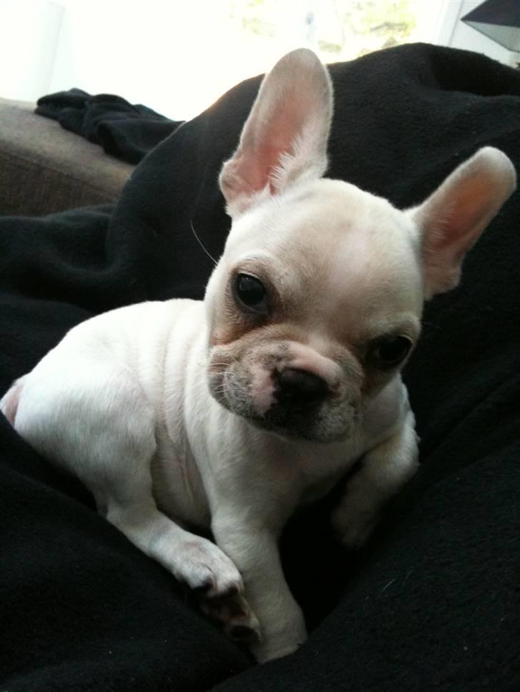 Fransk bulldog Cleopatra billede 11