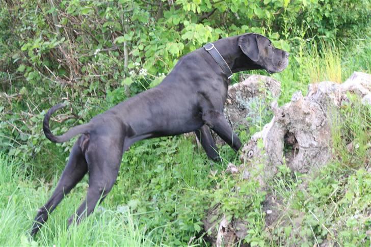 Grand danois Walther billede 3