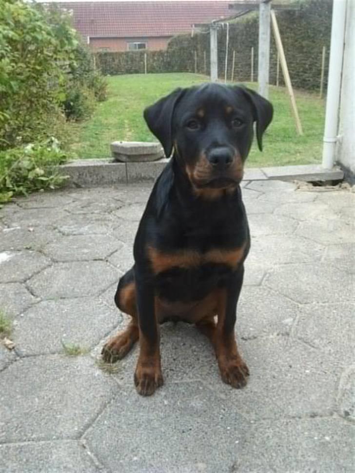 Rottweiler Kakestto's Fibie (05/05-10 - 03/09-14) - Smukke Fibie - 5 mdr gammel.  billede 15