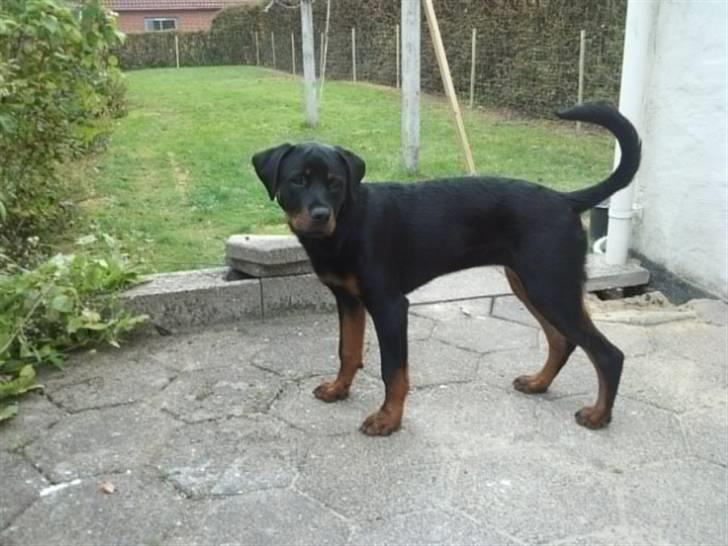 Rottweiler Kakestto's Fibie (05/05-10 - 03/09-14) - Dejlige Fibie 5mdr gammel billede 16