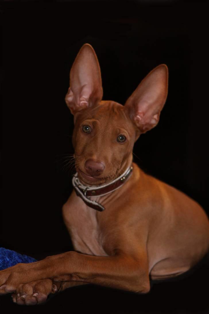 Pharaohound Spisis most wanted ramses(RIP) billede 6