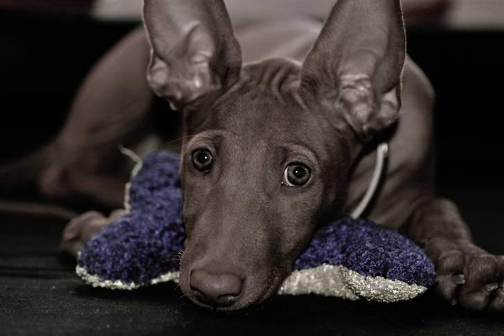 Pharaohound Spisis most wanted ramses(RIP) billede 7