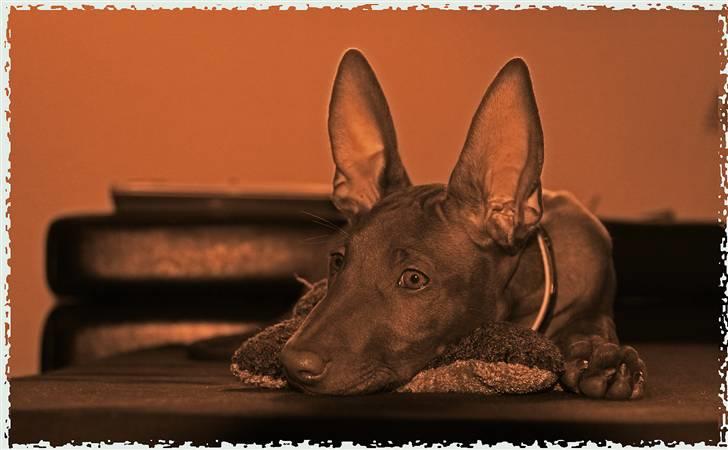 Pharaohound Spisis most wanted ramses(RIP) billede 8