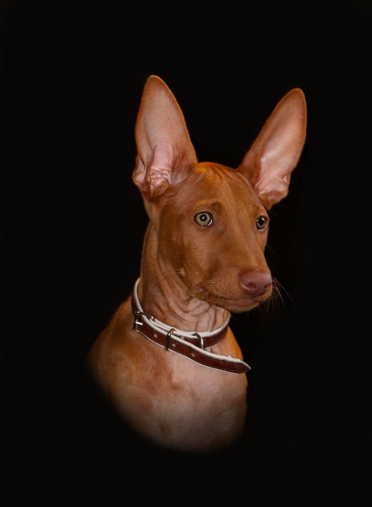 Pharaohound Spisis most wanted ramses(RIP) billede 9