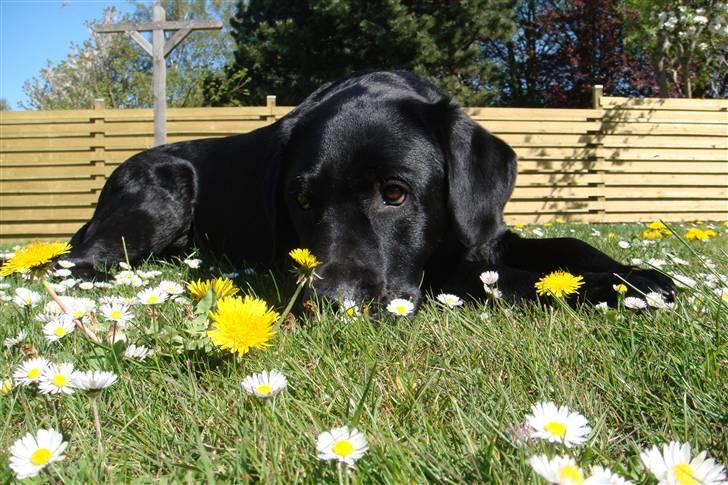 Labrador retriever Charlie billede 1