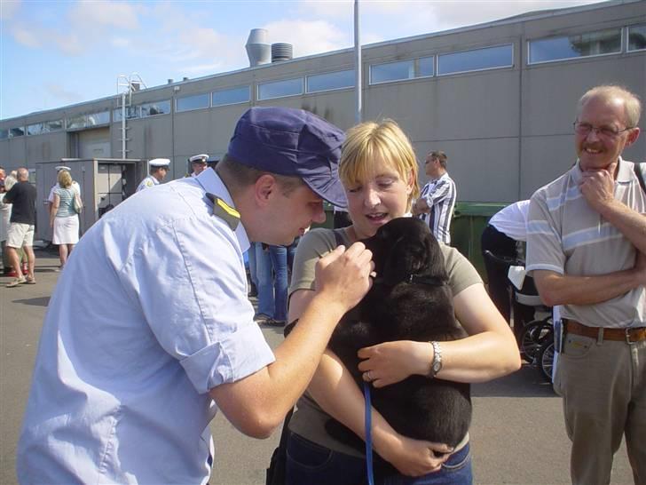 Labrador retriever Charlie - Hentede min nye far på Flådestation Korsør. Han vidste ikke at han skulle have hund;-) billede 2