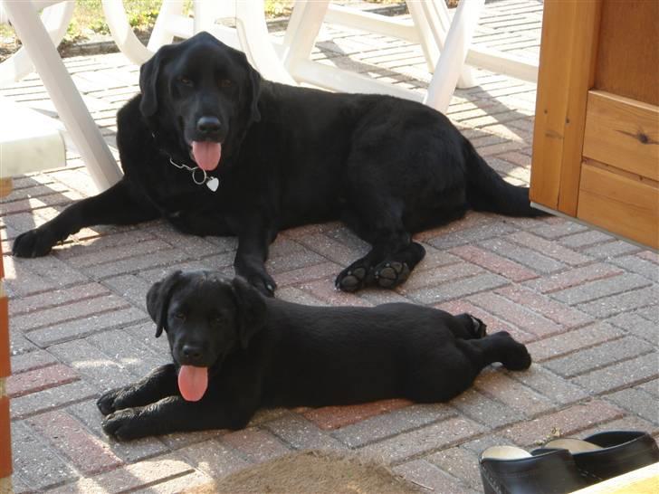 Labrador retriever Charlie - Charlie sammen med Onkel Luffe, som deværre ikke lever mere... billede 3