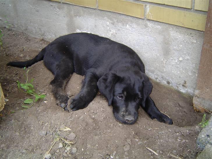 Labrador retriever Charlie - Ret afslørende... billede 4
