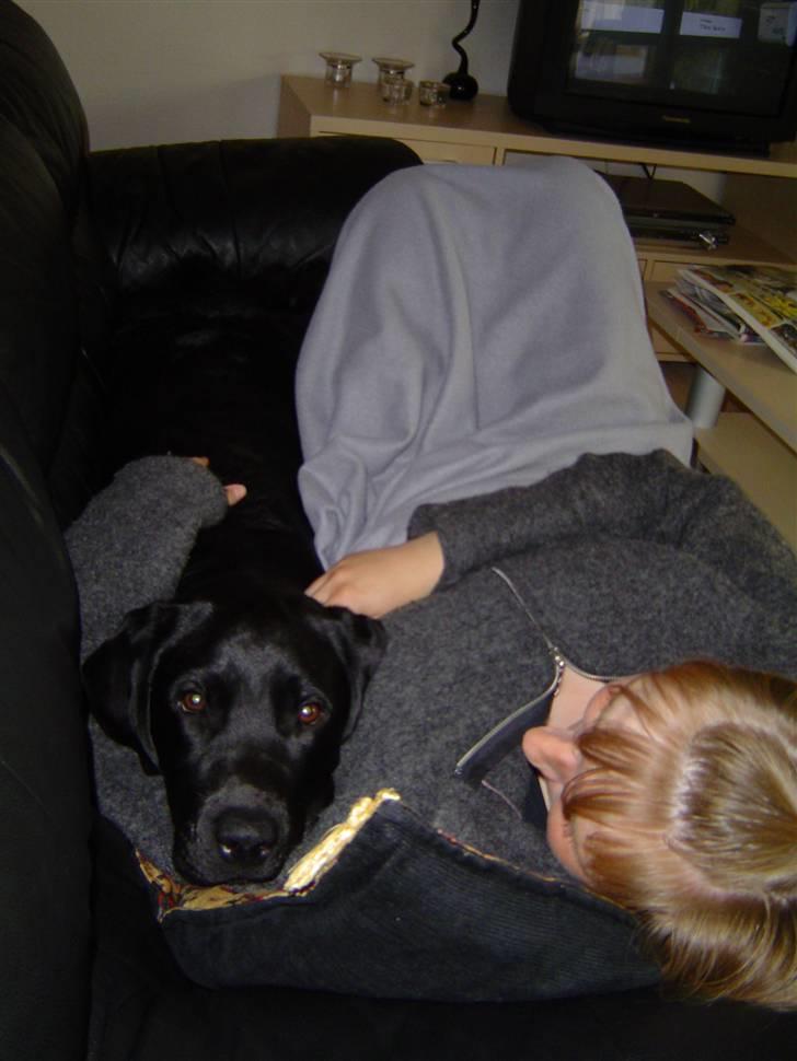 Labrador retriever Charlie - Putter med mor i sofaen. billede 5