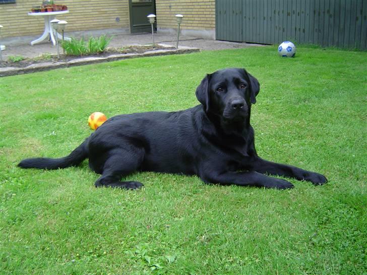 Labrador retriever Charlie - Smukke Charlie i haven. billede 6