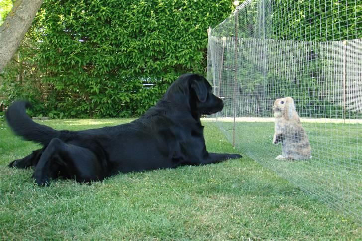 Labrador retriever Charlie - Leger med kaninen. billede 7