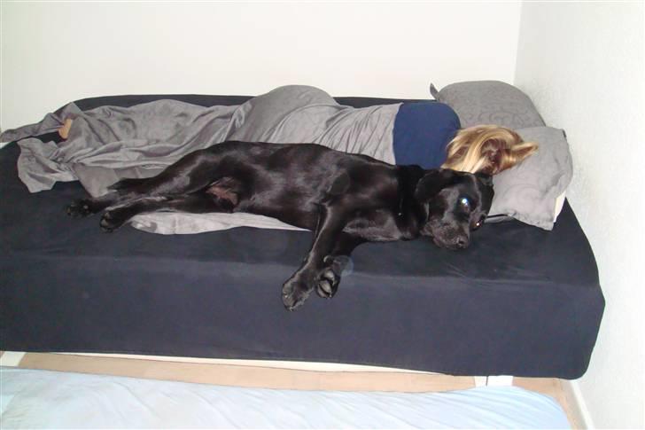 Labrador retriever Charlie - Putter med mor i sengen. billede 8