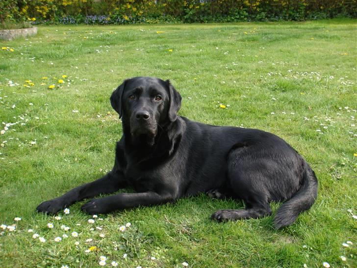 Labrador retriever Charlie - I haven. billede 9