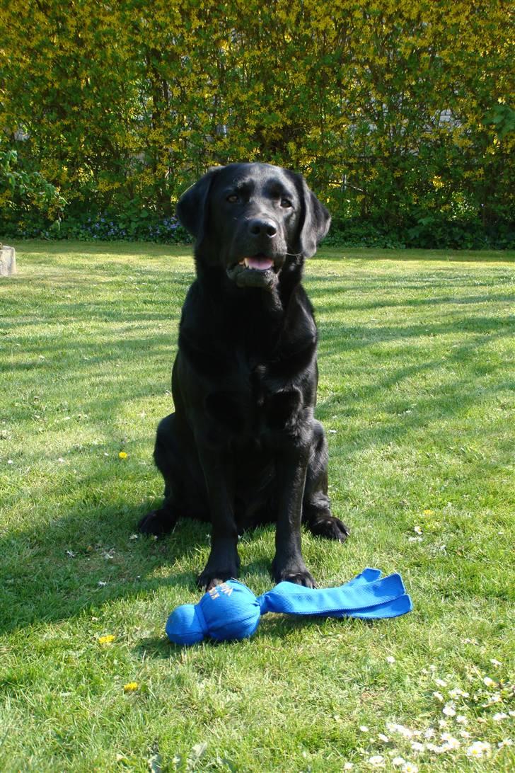 Labrador retriever Charlie - Charlie med sin KONG... billede 10