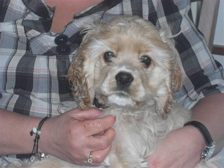 Amerikansk cocker spaniel Sille - er jeg ikke lidt sød?? :) billede 1
