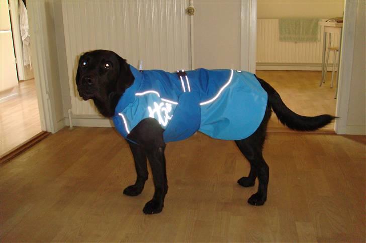 Labrador retriever Charlie - Charlie med sit fiiiine Hurtta Regndækken på... billede 11