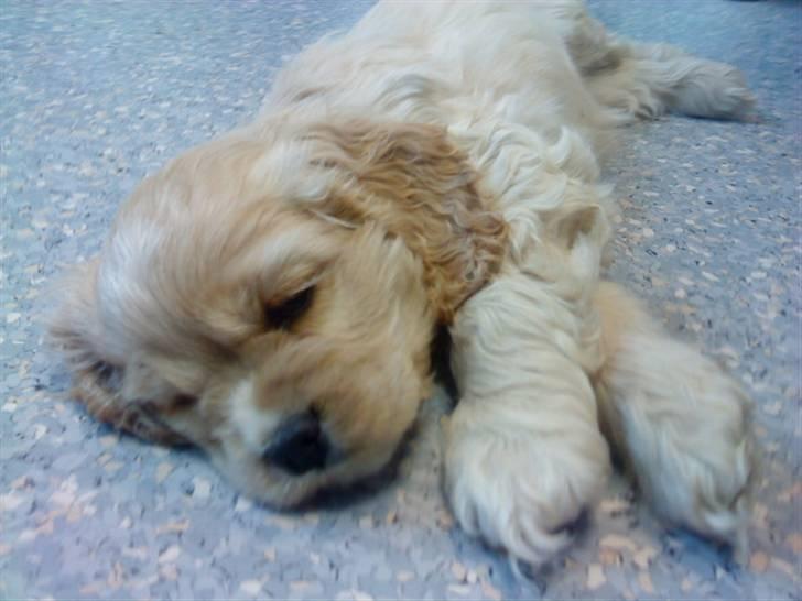 Amerikansk cocker spaniel Sille - dengang jeg var heeelt lile, og var ved dyrlægen for første gang! :) - og så blev jeg træt.  billede 2