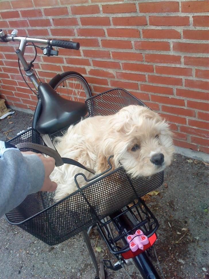 Amerikansk cocker spaniel Sille - Det kan nu godt være hårdt at være med ud og handle -.) billede 3