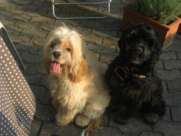 Amerikansk cocker spaniel Sille - Sille sammen med sin brormand/ og sin nabo.  billede 4