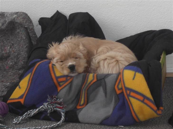 Amerikansk cocker spaniel Sille - Når man er lille, er man tit rigtig træt :-) billede 5