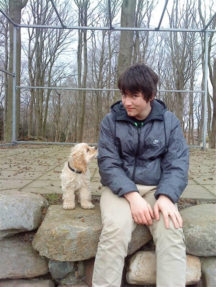 Amerikansk cocker spaniel Sille - Se lige hvor sød jeg er frederik :-) billede 7