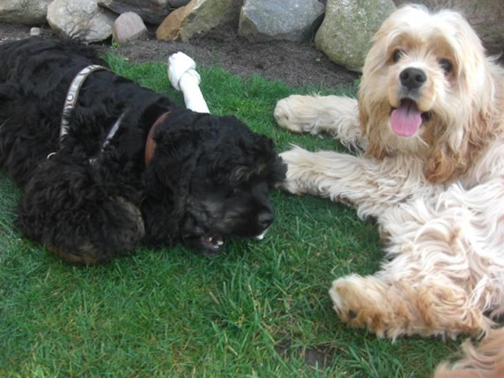 Amerikansk cocker spaniel Sille - Sille igen, sammen med brormand viggo ;-D billede 8