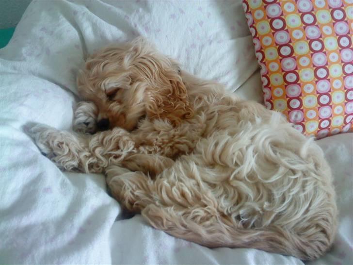 Amerikansk cocker spaniel Sille - Det er nu dejligt, at jeg har en fast plads i dobbetsengen ;) billede 9