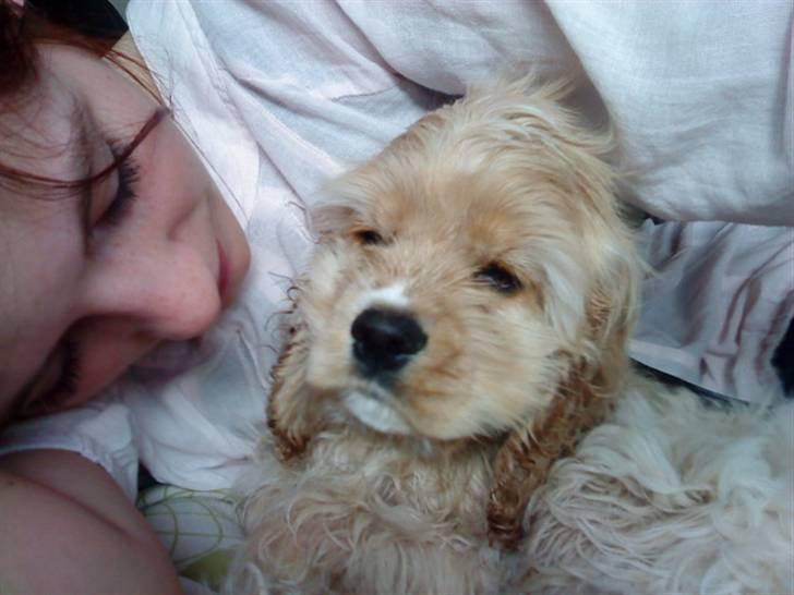 Amerikansk cocker spaniel Sille billede 10