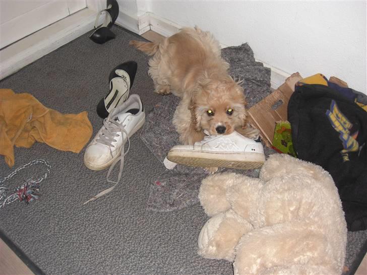 Amerikansk cocker spaniel Sille - Jeg gør aldrig noget jeg ikke må, så er det sagt! :-D billede 11