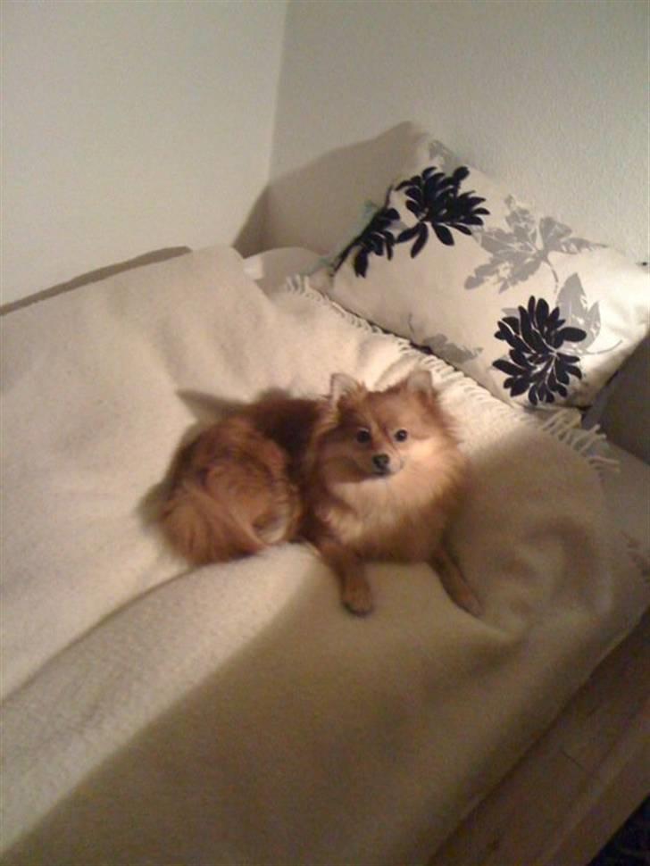 Pomeranian Topsys Cleo - 10 mdr billede 18